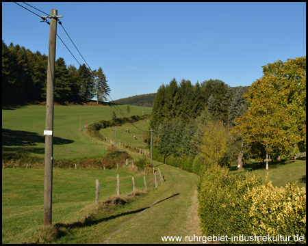 Schöner Weg zwischen Wiesen und Weiden