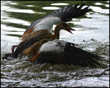 Auf dem Wasser herrscht wildes Leben