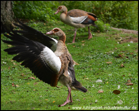 Ein Vogel spielt Dirigent. Vielleicht für die "Vogelhochzeit"?