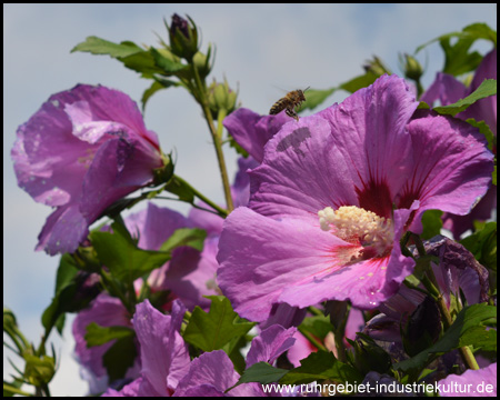 Hibiskus mit Besuch: Wer findet die Biene?