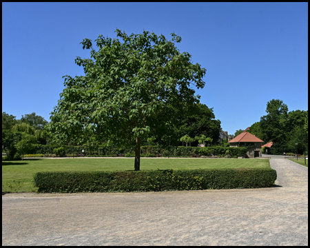 Baum in einer Wiese