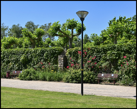 Mauer mit Rosen