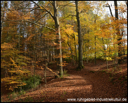 Waldweg zum Hohenstein (Ennepetal)