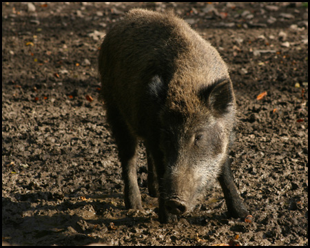 Wildschweingehege am Hohenstein