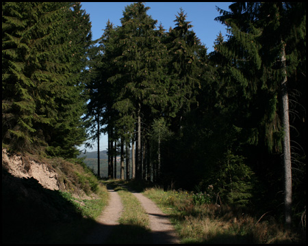 Fichtenwälder, an deren Ende weite Aussichten warten