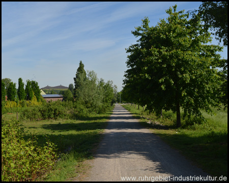 Schattenspendende Bäume, hinten Halde Rungenberg