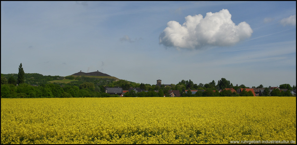 Blick über die Rapsfelder zur Halde Rungenberg mit den zwei dunklen Pyramidenhälften