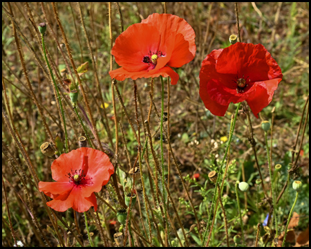 Mohnblumen