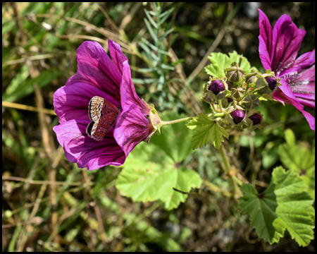 Blüte mit Schmetterling