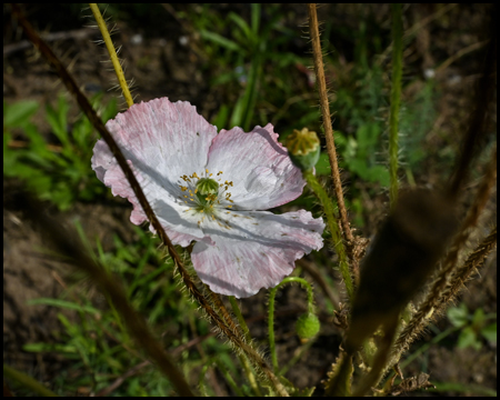 Blumenblüte