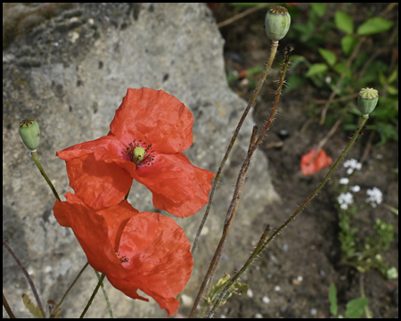 Mohn