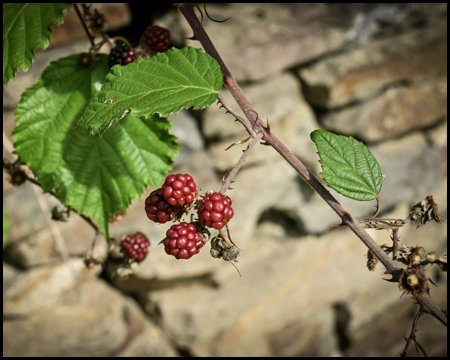 Wilde Brombeeren an einer Natursteinmauer