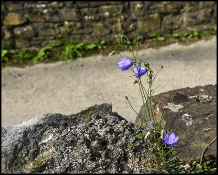 Glockenblume blüht aus einer Mauerritze