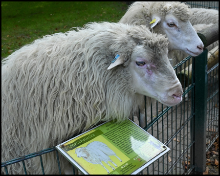 Moorschnucke im Zoo mit Schild