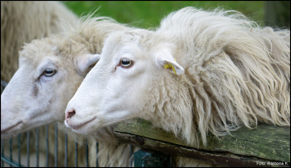 Zwei Moorschnucken recken sich über einen Zaun im Tierpark Kaisergarten in Oberhausen