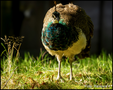 Pfau