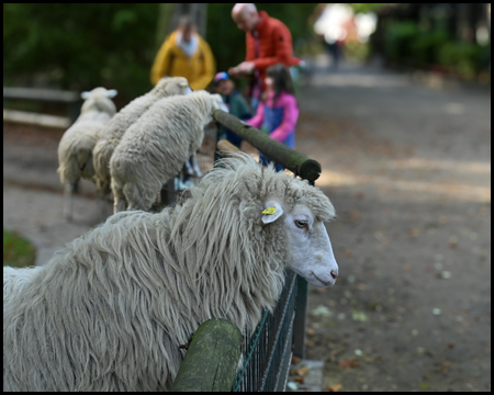 Moorschnucke im Gehege