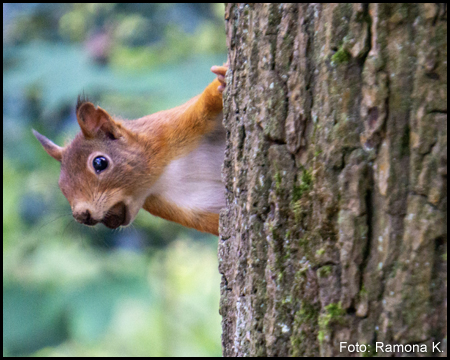 Eichhörnchen hinter Baum