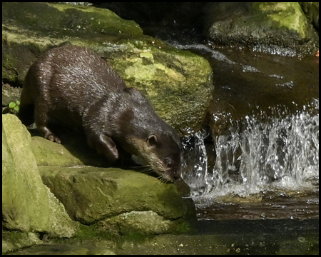 Otter in einem Gehege