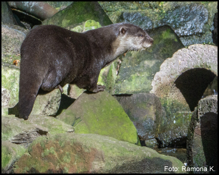 Otter in einem Gehege