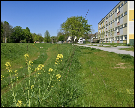 Bach mit blühender Blume im Vordergrund und Hochhaus am Bildrand