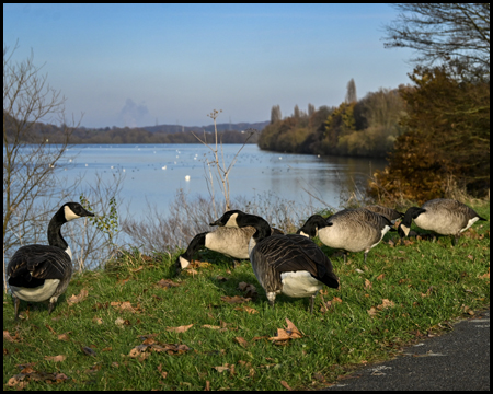 Gänse am Ufer eines Sees