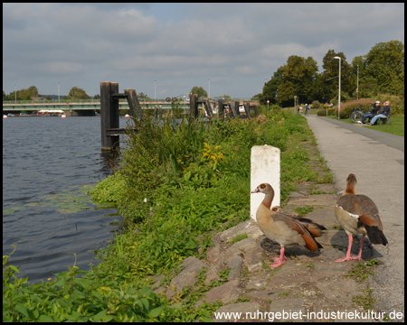 Tierische Begegnung auf der Seepromenade