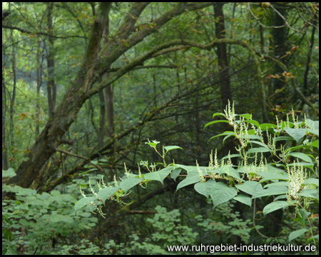 Kleiner Urwald im Wolfsbachtal