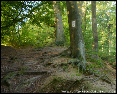 Wir klettern über Wurzeln und folgen der Beschilderung am Baum