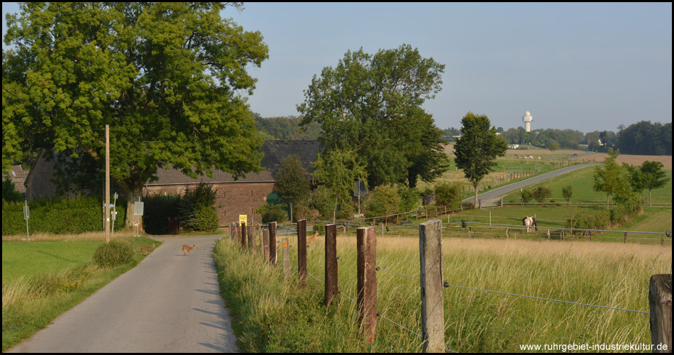 Aussicht über die Felder Richtung Wetterdienst Essen. Währenddessen queren drei Rehe die Straße vor uns