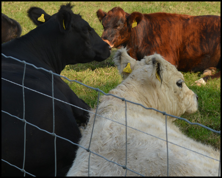 Tierische Begegnung am Wegesrand