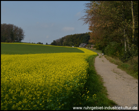 Wirtschaftsweg zwischen Feld und Wald