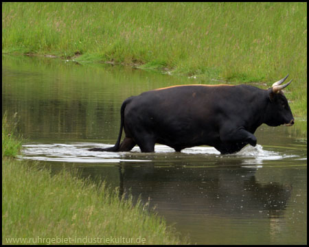 Heckrind-Stier watet durch einen Wassergraben. Huch, kalt!