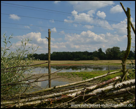 Wasserreiche Kiebitzwiese in Fröndenberg