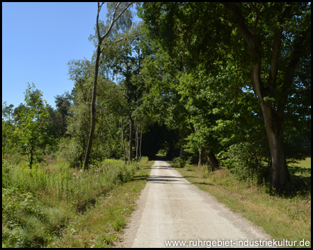 Ein Hauptweg durch die Kirchheller Heide mit Wald und Busch