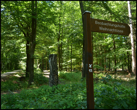 Holzschild im Wald