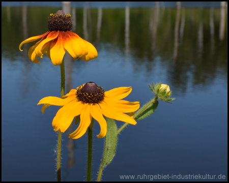 Blume am Wasser