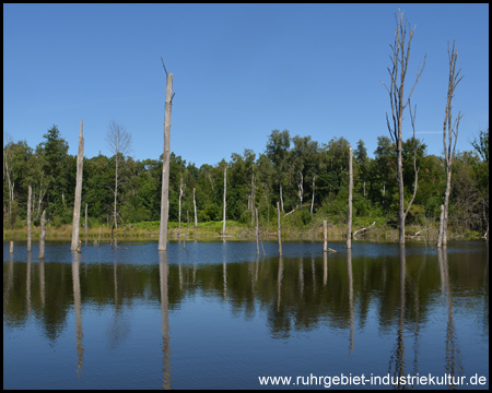 Totes Holz im Wasser