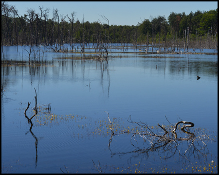 Totes Holz im Wasser