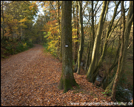 Rechts begleitet uns der Hasper Bach durch den Wald