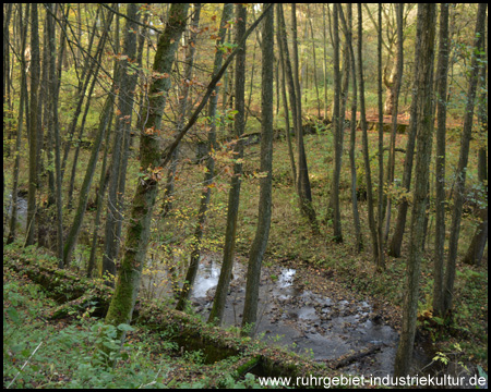 Betonmauern im Wald – Reste einer Badeanstalt?