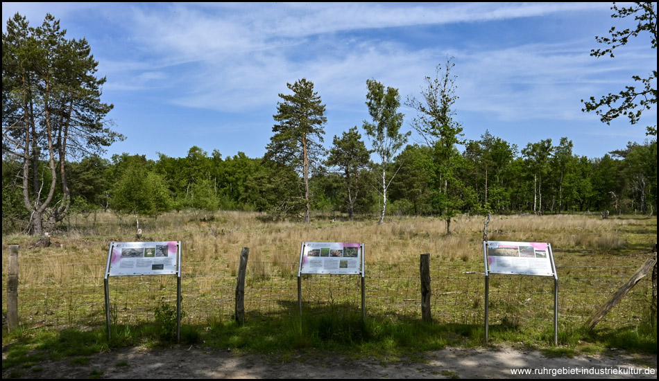 Informationstafeln in der Kleinen Dingdener Heide