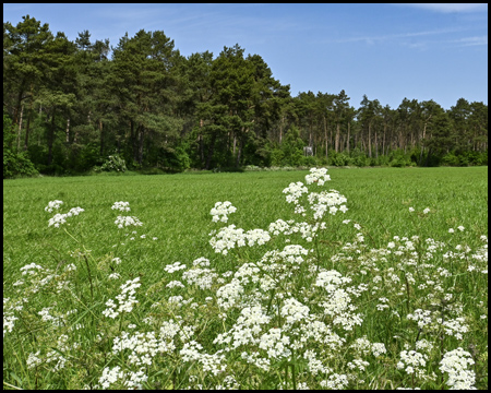 Weiße Blumen vor Feld vor Waldrand