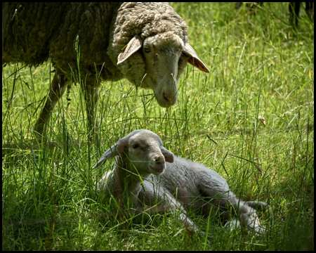 Schaf und Lämmchen in der Wiese