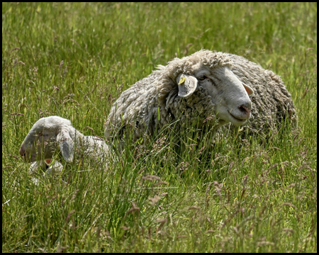 Junges und ausgewachsenes großes Schaf