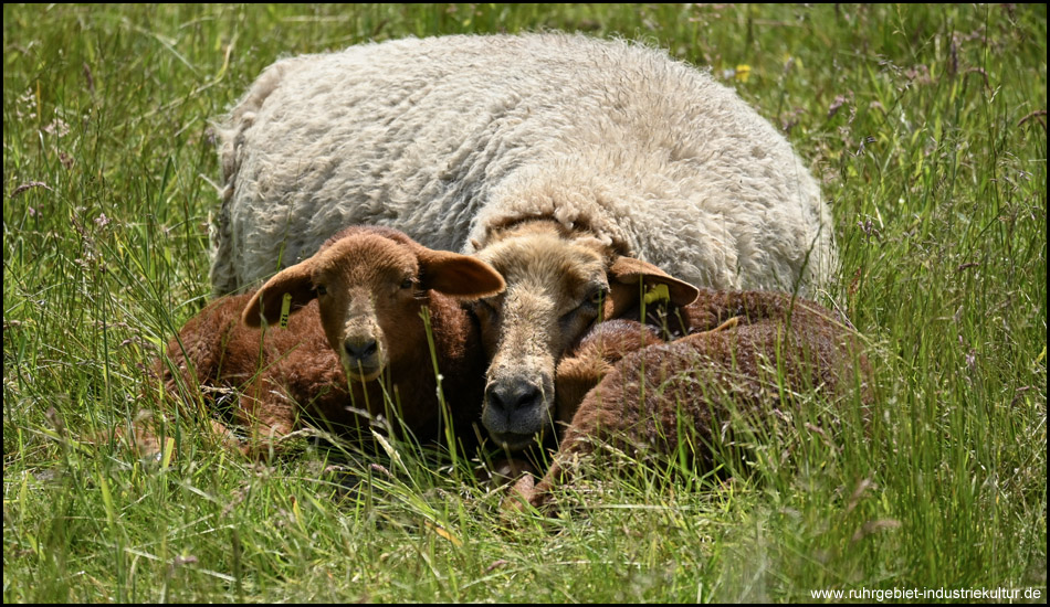 Mehrere süße Schafe auf einer Wiese