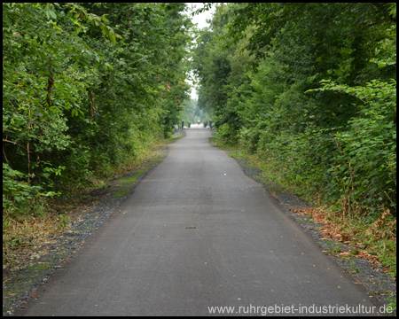 Nicht ganz gerader Radweg, von hohen Büschen begleitet