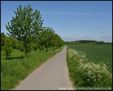Asphaltweg zwischen Bach und Feldern (Blick zurück)