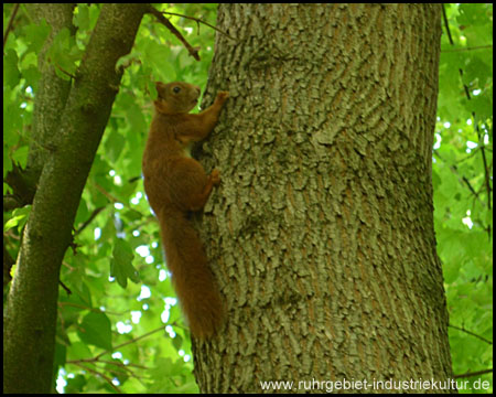 Eines von zahlreichen Eichhörnchen auf den alten Bäumen