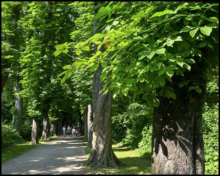 Baumallee im Kurpark Königsborn